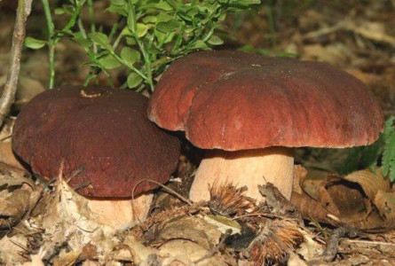 Porcini mushrooms in Chianti