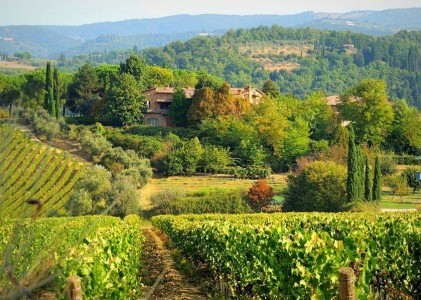 Tuscany Wine Guide